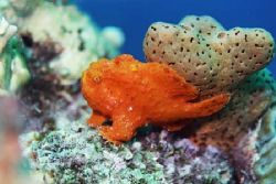 Am I bright enough to be noticed? by Jacques Miller 